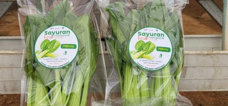 TEFA Smart Agribusiness, Panen Sayuran Hidroponik Perdana Pasca Covid-19
